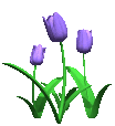 purple flowers