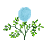blue flower blooming