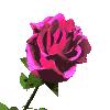 pink rose